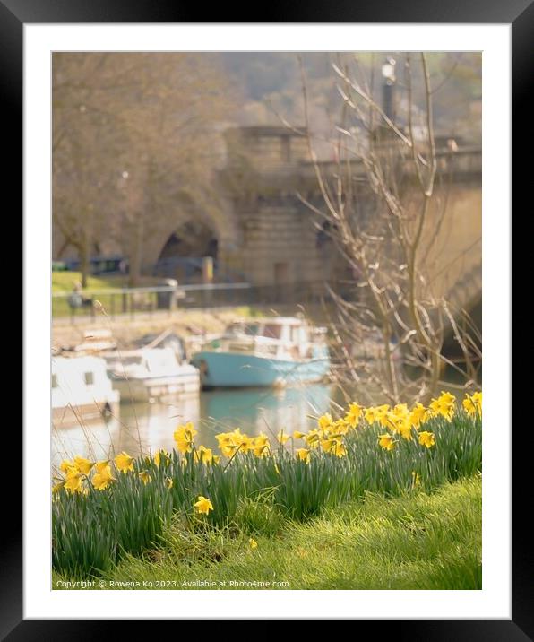 Daffodils by the River Avon  Framed Mounted Print by Rowena Ko