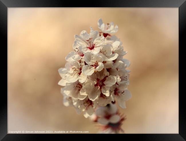 Sunlit blossom  Framed Print by Simon Johnson