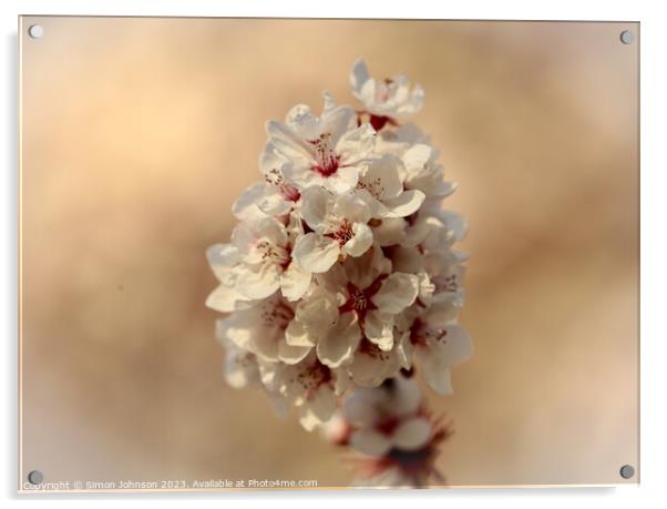 Sunlit blossom  Acrylic by Simon Johnson