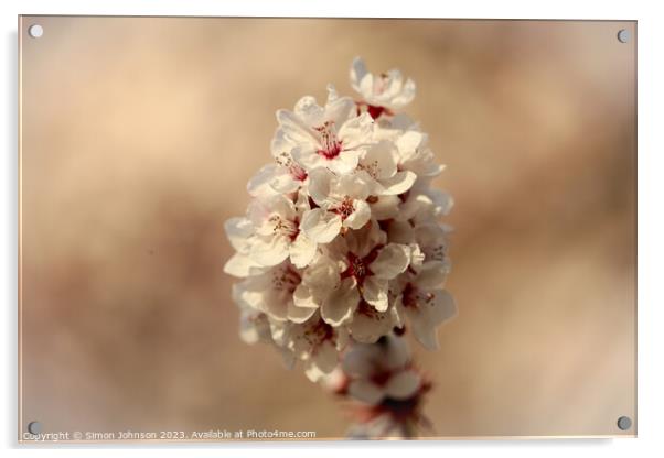 Sunlit blossom  Acrylic by Simon Johnson