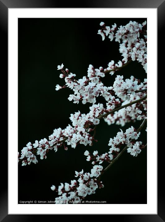 Blossom  Framed Mounted Print by Simon Johnson