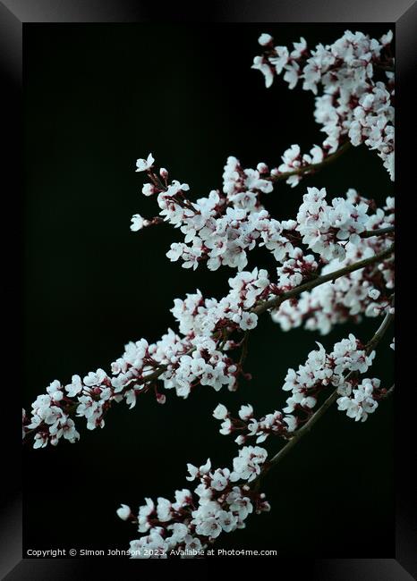 Blossom  Framed Print by Simon Johnson