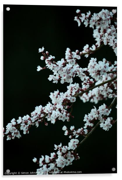 Blossom  Acrylic by Simon Johnson