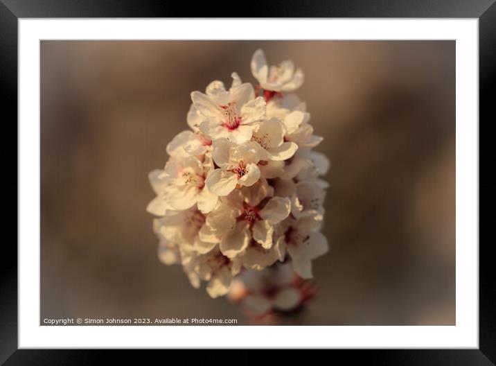 March blossom  Framed Mounted Print by Simon Johnson