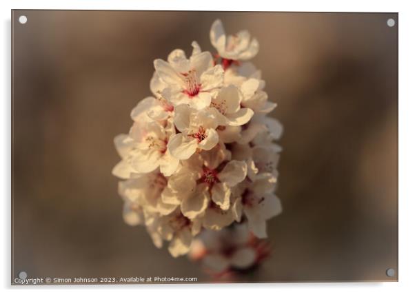 March blossom  Acrylic by Simon Johnson