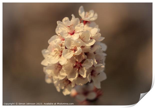March blossom  Print by Simon Johnson