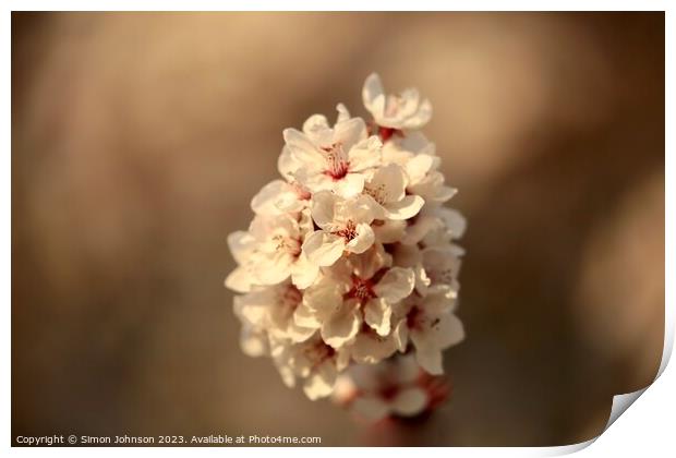 Sunlit blossom  Print by Simon Johnson