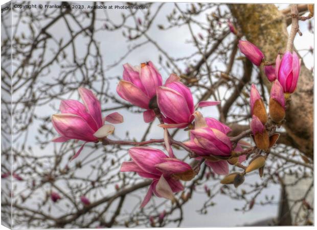 Tulip Tree Blossoms Canvas Print by Frankie Cat
