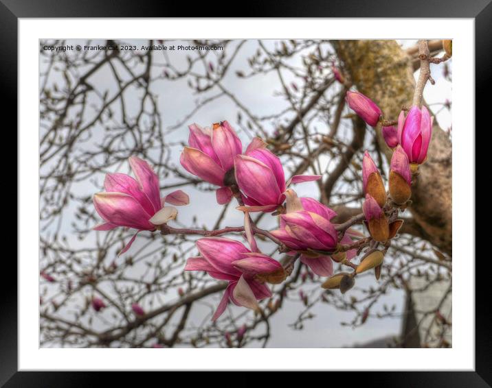 Tulip Tree Blossoms Framed Mounted Print by Frankie Cat