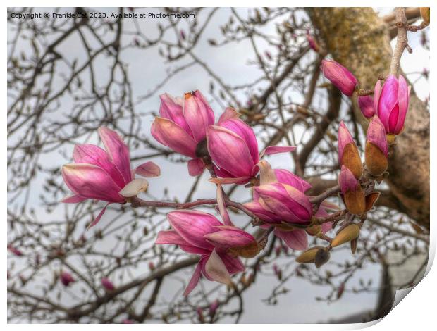 Tulip Tree Blossoms Print by Frankie Cat