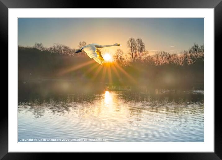 Flying Swan Framed Mounted Print by Alison Chambers