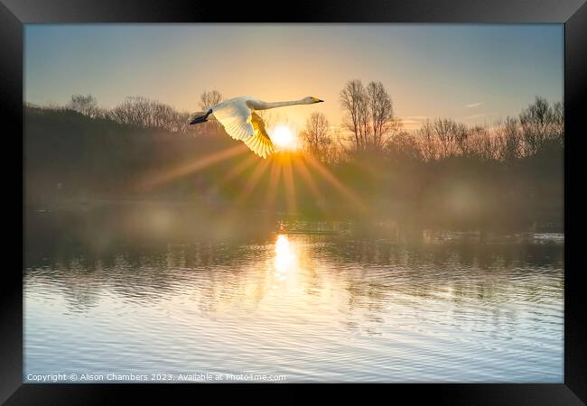 Flying Swan Framed Print by Alison Chambers
