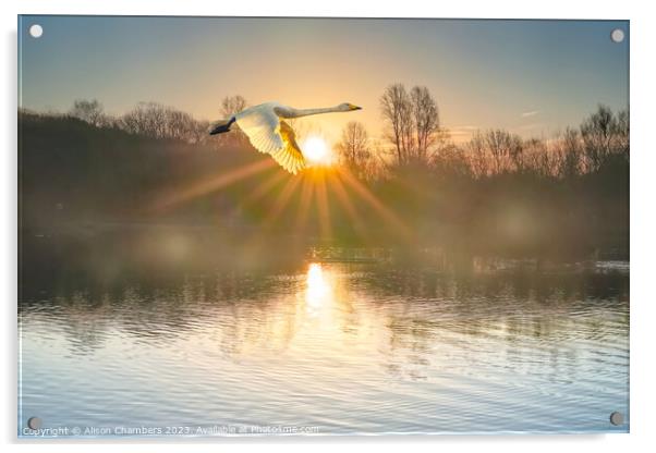 Flying Swan Acrylic by Alison Chambers
