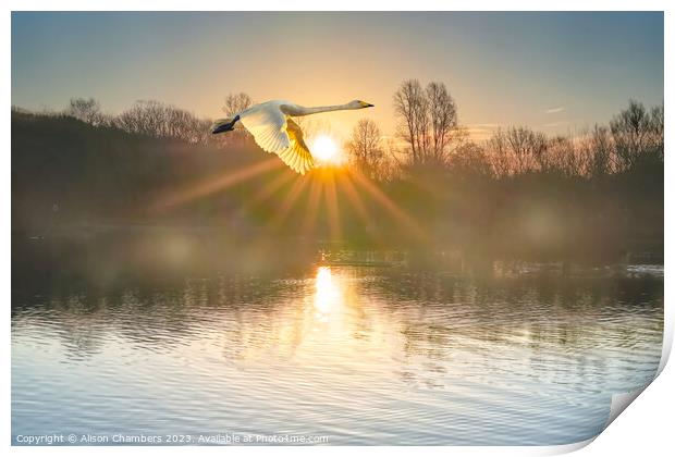 Flying Swan Print by Alison Chambers