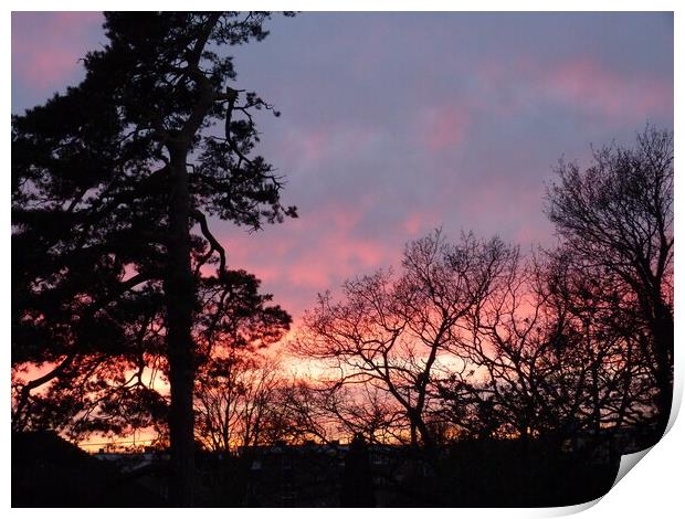 Radiant Sunset Silhouettes Tree Print by Peter Hodgson