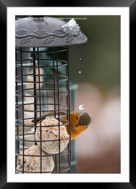 Red robin getting a surprise drip from melting snow Framed Mounted Print by Kevin White