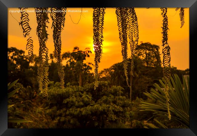 Siem Reap Sunset Framed Print by David Hare