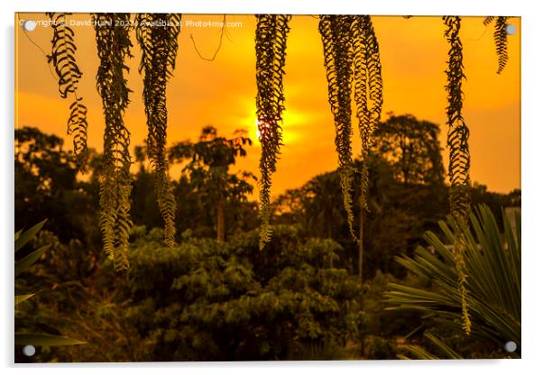 Siem Reap Sunset Acrylic by David Hare