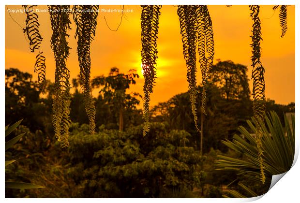 Siem Reap Sunset Print by David Hare