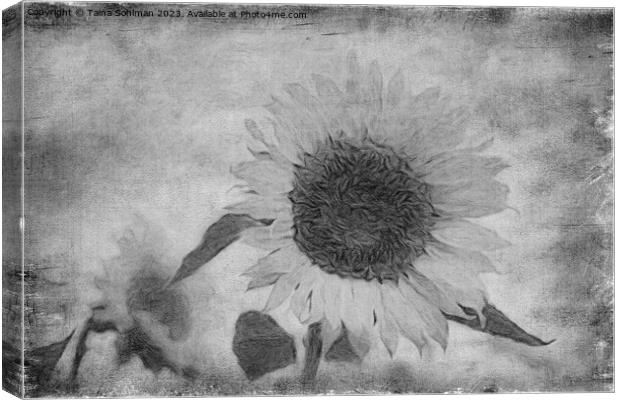 Sunflower, Aged Canvas Print by Taina Sohlman