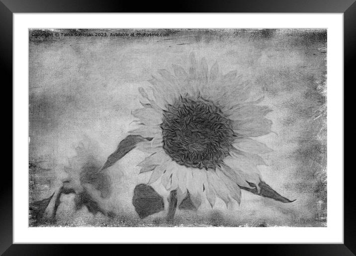 Sunflower, Aged Framed Mounted Print by Taina Sohlman