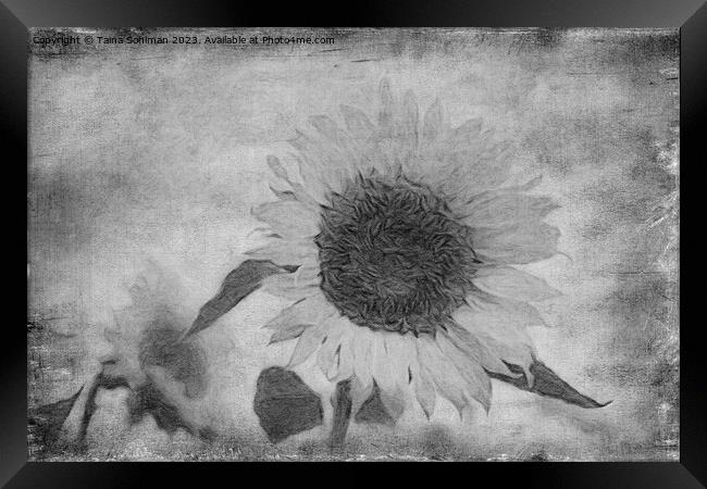 Sunflower, Aged Framed Print by Taina Sohlman