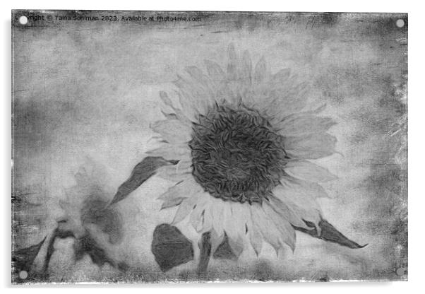 Sunflower, Aged Acrylic by Taina Sohlman