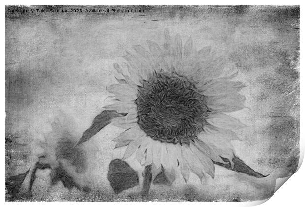 Sunflower, Aged Print by Taina Sohlman