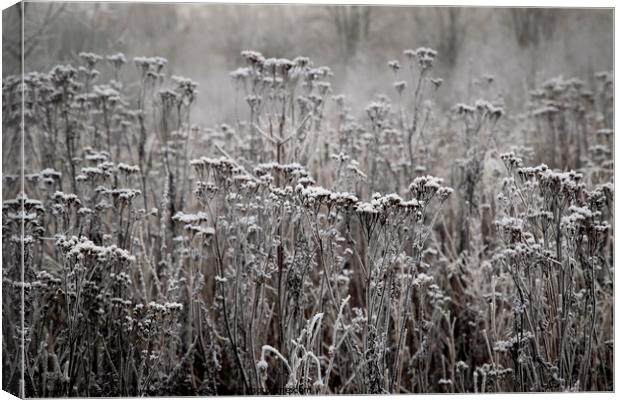 Wild Winter Canvas Print by Tracy Anderson