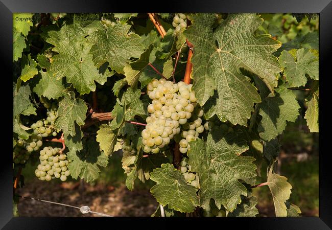 White wine grapes Framed Print by Sally Wallis
