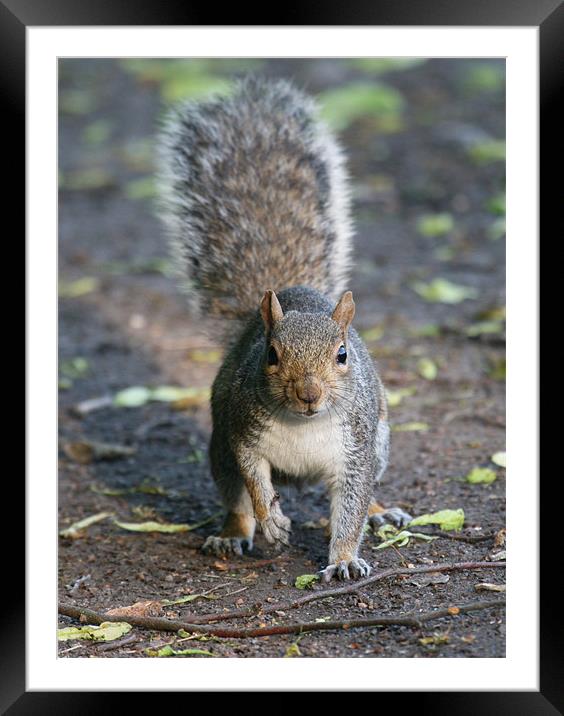Grey Squirrel Framed Mounted Print by Mike Gorton