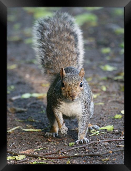 Grey Squirrel Framed Print by Mike Gorton