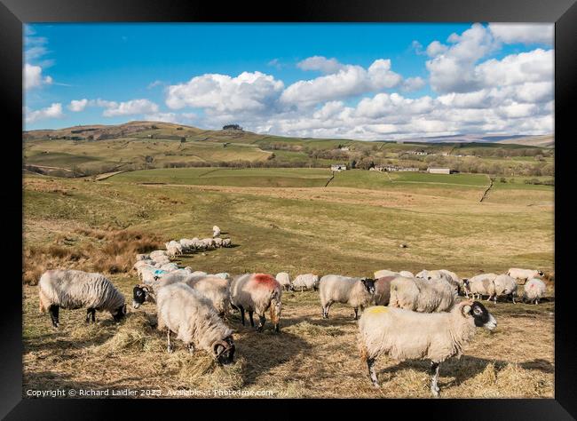 Feeding in Lunedale Mar 2023 (1) Framed Print by Richard Laidler