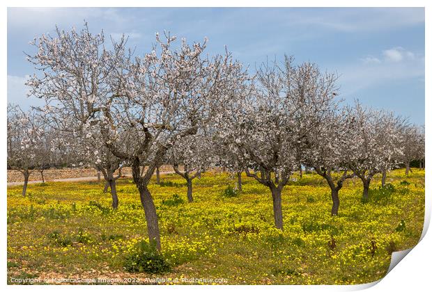 Blossoming almond trees in Majorca Print by MallorcaScape Images