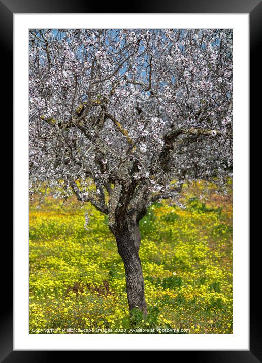 Blossoming almond tree in Majorca Framed Mounted Print by MallorcaScape Images