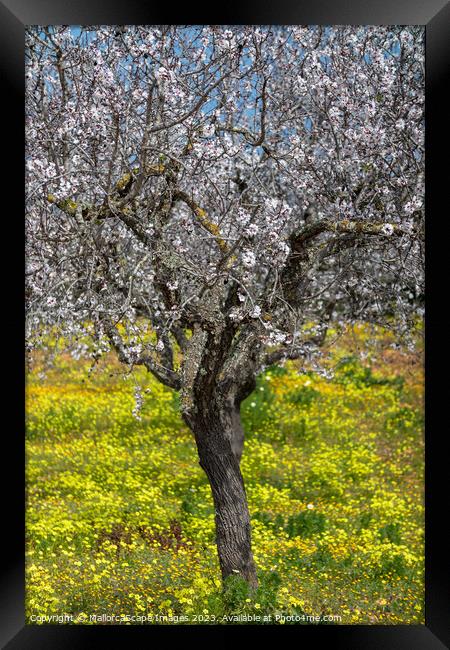 Blossoming almond tree in Majorca Framed Print by MallorcaScape Images