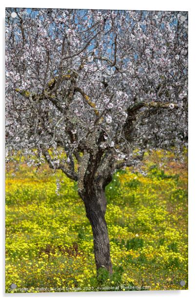 Blossoming almond tree in Majorca Acrylic by MallorcaScape Images