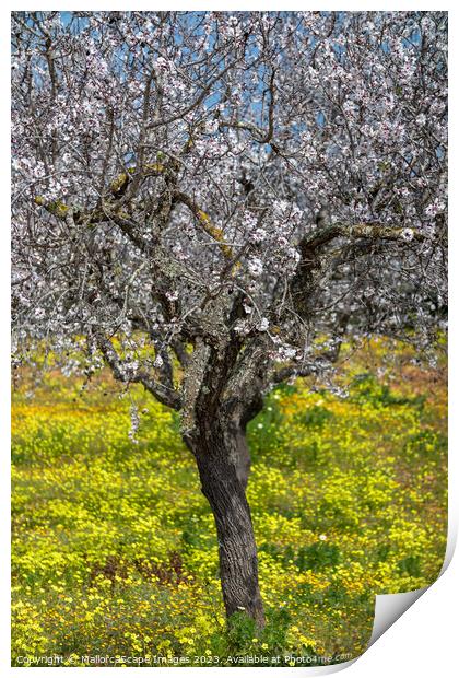 Blossoming almond tree in Majorca Print by MallorcaScape Images