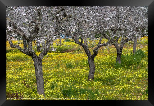 Blossoming almond trees in Majorca Framed Print by MallorcaScape Images
