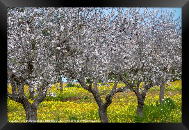 Blossoming almond trees in Majorca Framed Print by MallorcaScape Images