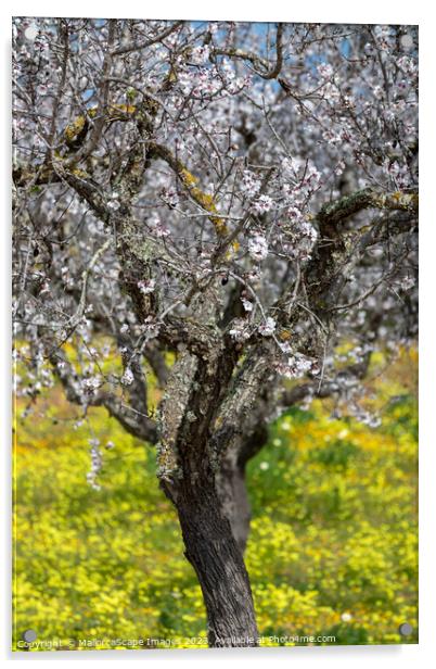 Blossoming almond trees in Majorca Acrylic by MallorcaScape Images