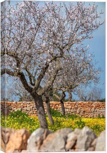 Blossoming almond trees in Majorca Canvas Print by MallorcaScape Images