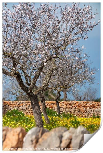Blossoming almond trees in Majorca Print by MallorcaScape Images