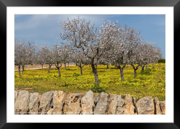 Blossoming almond trees in Majorca Framed Mounted Print by MallorcaScape Images