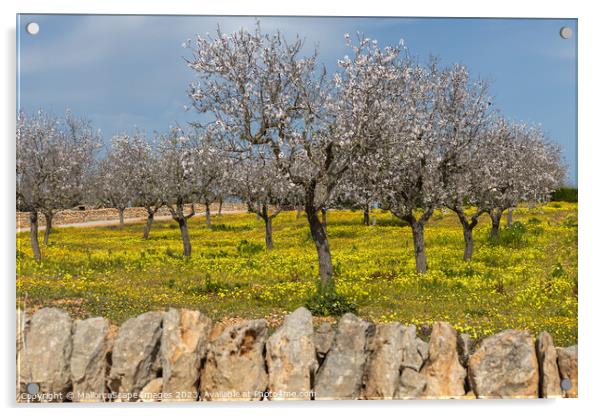 Blossoming almond trees in Majorca Acrylic by MallorcaScape Images