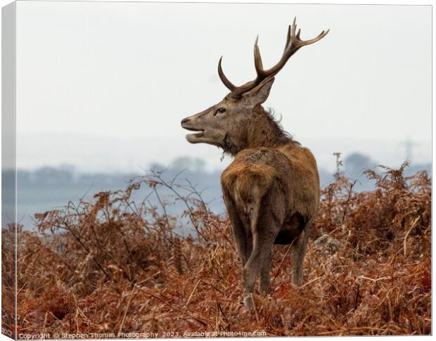 Rutting Stag's Commanding Presence Canvas Print by Stephen Thomas Photography 