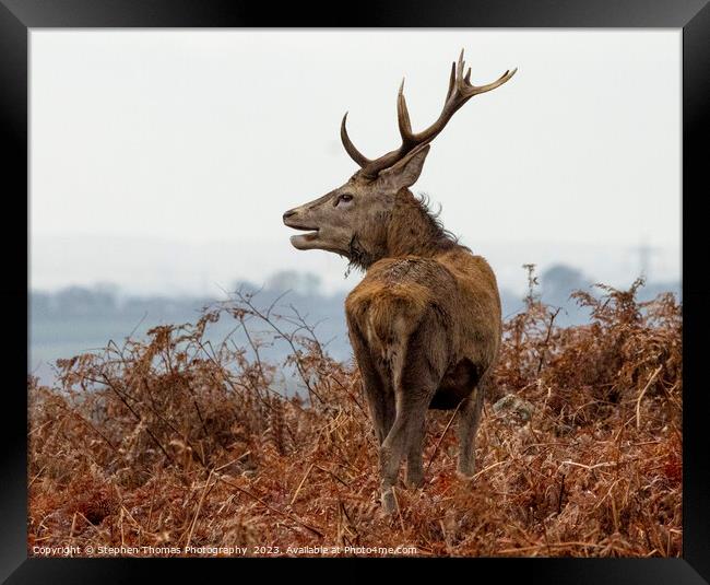 Rutting Stag's Commanding Presence Framed Print by Stephen Thomas Photography 