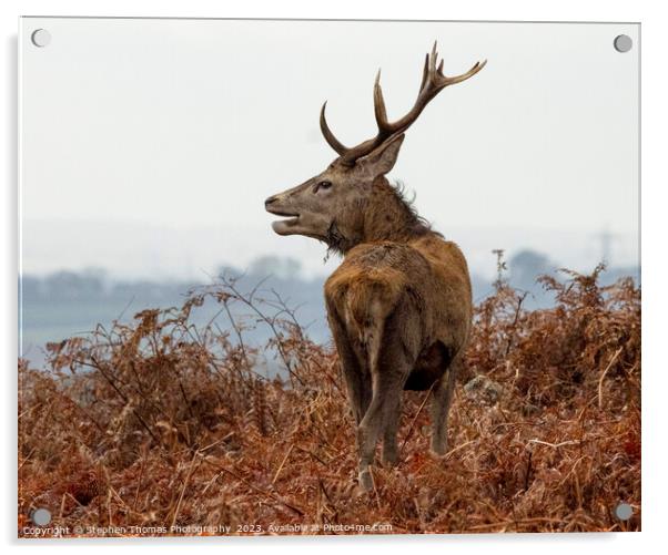 Rutting Stag's Commanding Presence Acrylic by Stephen Thomas Photography 