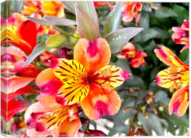 Peruvian Lily Canvas Print by Adrian Graham