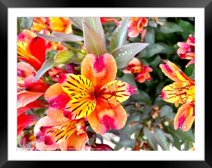 Peruvian Lily Framed Mounted Print by Adrian Graham